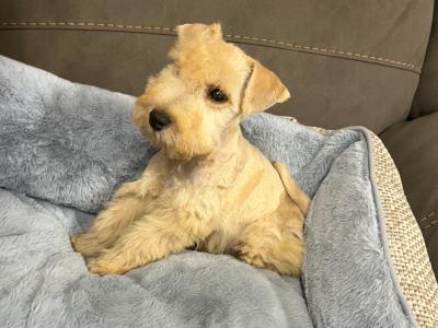Lakeland Terrier puppies in Laois