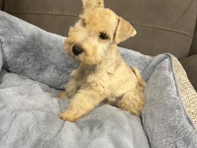 Lakeland Terrier puppies in Laois