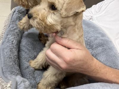 Lakeland Terrier puppies in Laois