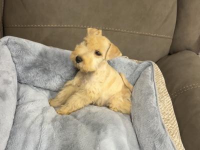 Lakeland Terrier puppies in Laois