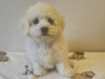 IKC Registered(pending) Bichon Frise puppies in Galway