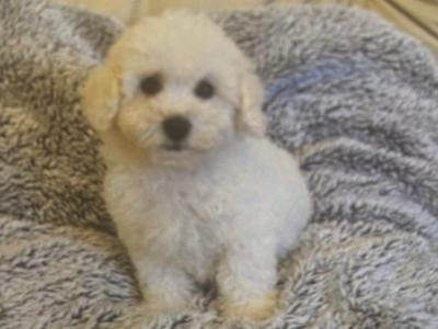 IKC Registered(pending) Bichon Frise puppies in Galway