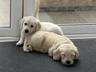 Goldendoodle puppies in Wicklow