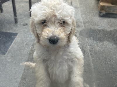 Goldendoodle puppies in Wicklow
