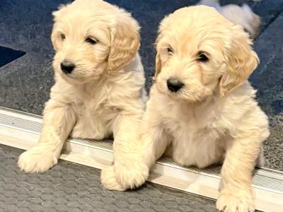 Goldendoodle puppies in Wicklow
