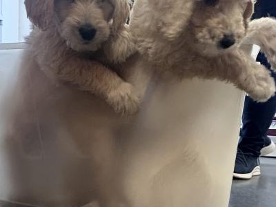 Goldendoodle puppies in Wicklow