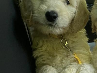 Goldendoodle puppies in Wicklow