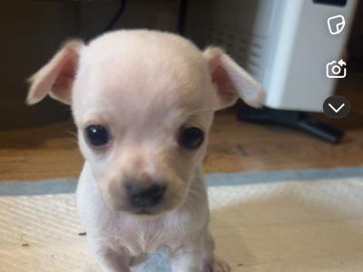 3 stunning Chihuahua puppies in Donegal