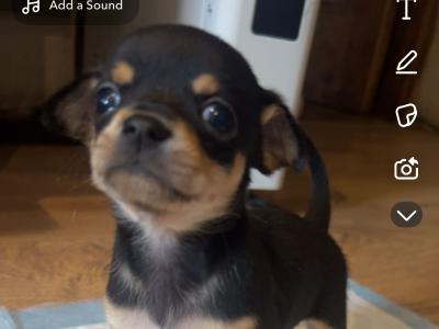 3 stunning Chihuahua puppies in Donegal