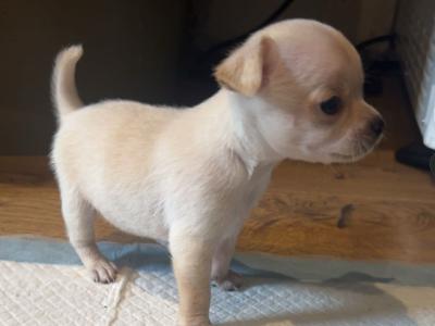 3 stunning Chihuahua puppies in Donegal