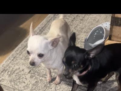 3 stunning Chihuahua puppies in Donegal