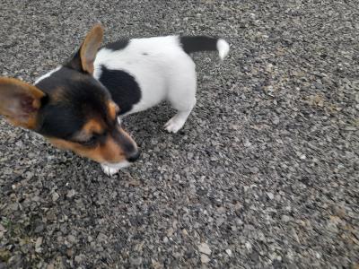 Miniature Jack Russell puppies for sale in Leitrim