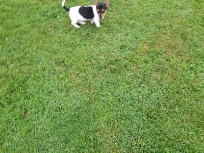 Miniature Jack Russell puppies for sale in Leitrim