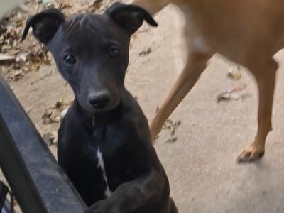 Whippet pups . Very strong healthy litter. Blue,Black,Blue/white,Fawn/White.