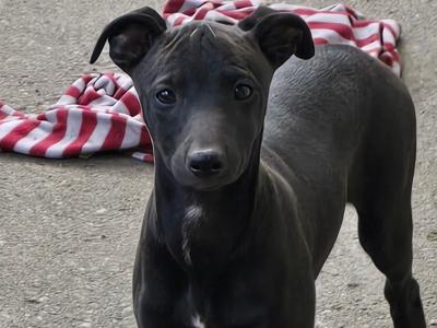 Beautiful Whippet . Last of cracking litter. Very unusual colour