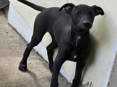 Beautiful Whippet . Last of cracking litter. Very unusual colour