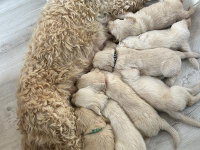 Goldendoodle puppies in Wicklow