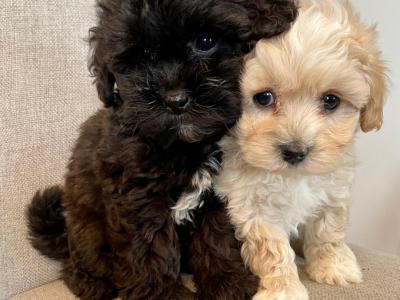 Beautiful Non Shed Cavapoo puppies