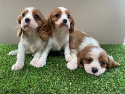 Cavalier King Charles puppies in Limerick