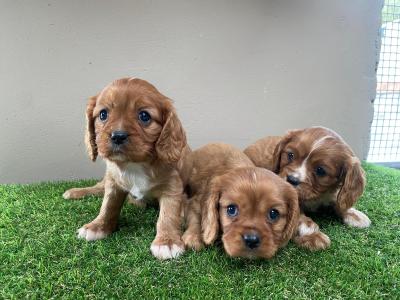 Cavalier King Charles puppies in Limerick