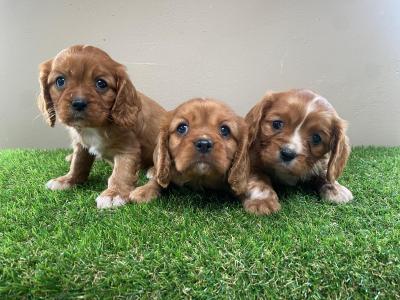 Cavalier King Charles puppies in Limerick
