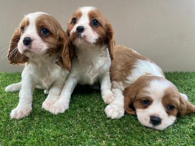 Cavalier King Charles puppies in Limerick