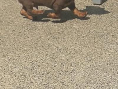 Miniature Dachshund puppies in Limerick