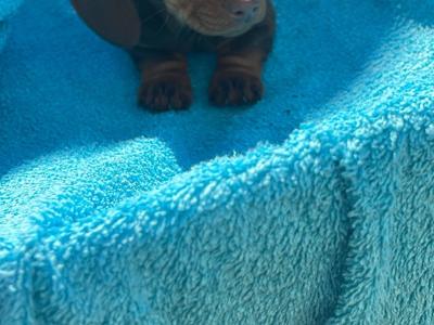 Miniature Dachshund puppies in Limerick
