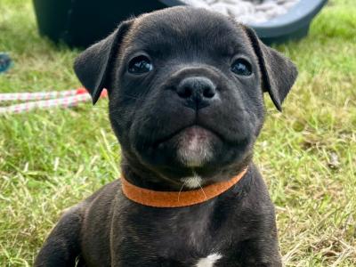 Two Blue/Brindle Staffordshire puppies for sale in Laois
