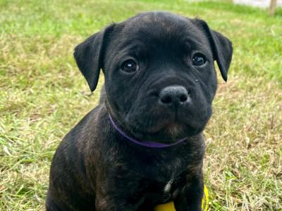 Two Blue/Brindle Staffordshire puppies for sale in Laois