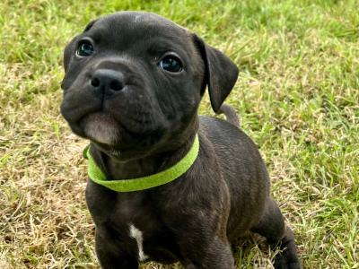 Two Blue/Brindle Staffordshire puppies for sale in Laois