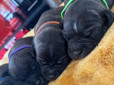 Two Blue/Brindle Staffordshire puppies for sale in Laois