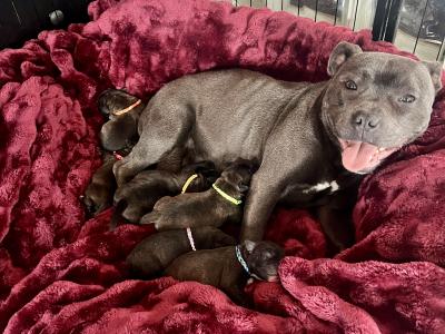 Two Blue/Brindle Staffordshire puppies for sale in Laois