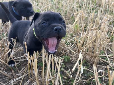 Two Blue/Brindle Staffordshire puppies for sale in Laois