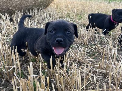Two Blue/Brindle Staffordshire puppies for sale in Laois