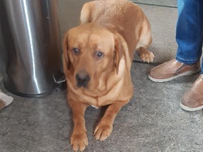 IKC Registered male Labrador puppy 16 months old in Cavan