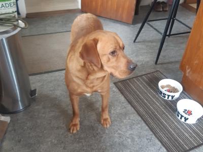 IKC Registered male Labrador puppy 16 months old in Cavan