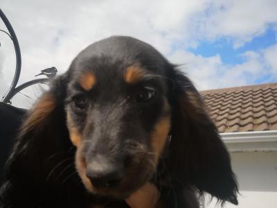 2 Miniature Long Haired Dachshund puppies in Carlow