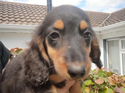 2 Miniature Long Haired Dachshund puppies in Carlow