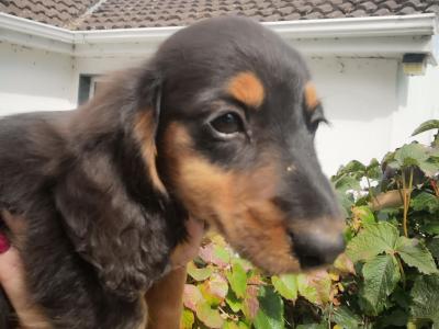 2 Miniature Long Haired Dachshund puppies in Carlow