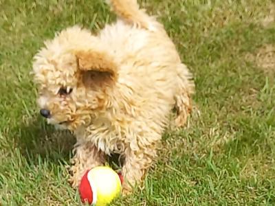 Stunning Poochon puppies in Limerick. Males only left.