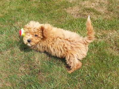 Stunning Poochon puppies in Limerick. Males only left.