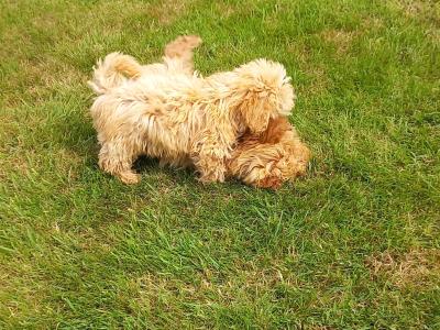 Stunning Poochon puppies in Limerick. Males only left.