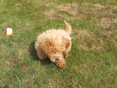 Stunning Poochon puppies in Limerick. Males only left.