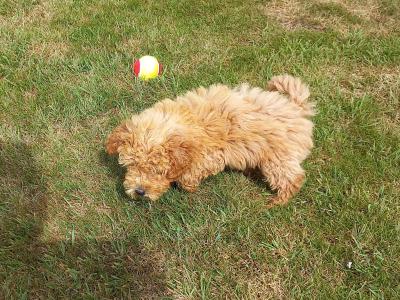 Stunning Poochon puppies . Males only left.