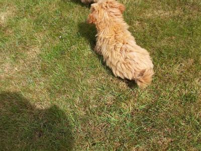 Stunning Poochon puppies in Limerick. Males only left.