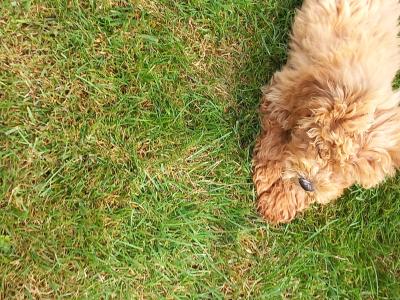 Stunning Poochon puppies in Limerick. Males only left.