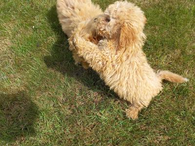 Stunning Poochon puppies in Limerick. Males only left.