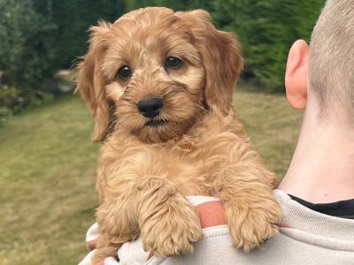 Classy Cockapoo puppies in Cork