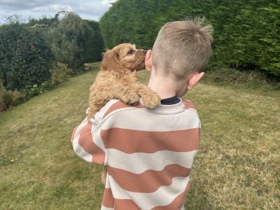 Classy Cockapoo puppies in Cork